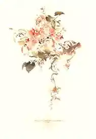 白茉莉与红玫瑰